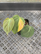 Load image into Gallery viewer, Philodendron Hederaceum Micans Aurea, Exact Plant Variegated Ships Nationwide
