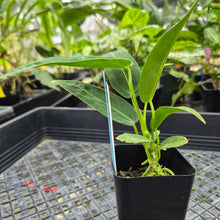 Load image into Gallery viewer, Anthurium Warocqueanum, Queen, Exact Plant Ships Nationwide
