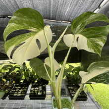 Load image into Gallery viewer, Monstera Borsigiana Albo Deliciosa Variegated exact plant, Fedex 2day*
