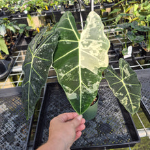 Load image into Gallery viewer, Alocasia Frydek Variegated exact plant, Fedex 2day*
