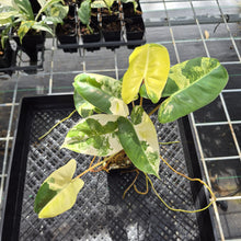 Load image into Gallery viewer, Philodendron Burle Marx Variegated exact plant, Fedex 2day*
