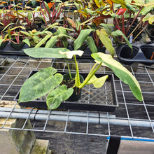 Load image into Gallery viewer, Philodendron Jose Buono, Exact Plant Variegated Ships Nationwide
