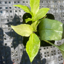 Load image into Gallery viewer, Zamioculcas Zamiifolia Wild Form ZZ, Exact Plant Variegated Ships Nationwide
