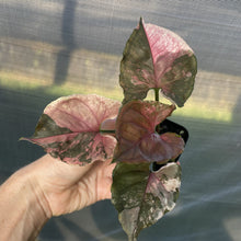 Load image into Gallery viewer, Syngonium Strawberry Ice Variegated exact plant, Fedex 2day*
