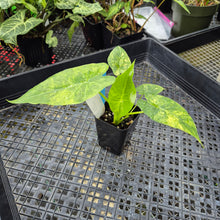 Load image into Gallery viewer, Alocasia Gageana Aurea, Exact Plant Variegated Ships Nationwide
