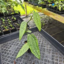 Load image into Gallery viewer, Anthurium Sp. Limon, Exact Plant Ships Nationwide
