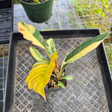 Load image into Gallery viewer, Philodendron Caramel Marble, Exact Plant Variegated Ships Nationwide
