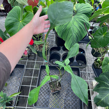 Load image into Gallery viewer, Philodendron Joepii, Exact Plant Ships Nationwide
