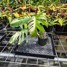 Load image into Gallery viewer, Monstera Borsigiana Albo Deliciosa, Exact Plant Variegated Ships Nationwide
