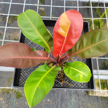 Load image into Gallery viewer, Philodendron Red Moon. not Yellow Flame, Exact Plant Variegated
