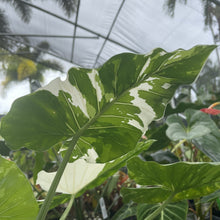 Load image into Gallery viewer, Alocasia Odora, Okinawa Silver Variegated exact plant, Fedex 2day*
