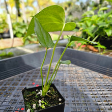 Load image into Gallery viewer, Anthurium Macrolobium, Exact Plant Ships Nationwide
