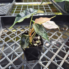 Load image into Gallery viewer, Alocasia polly snowflake pink variegated, Exact Plant Ships Nationwide.
