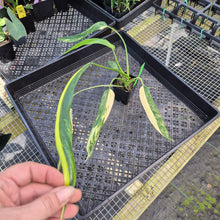 Load image into Gallery viewer, Philodendron Holtonianum Variegated, Exact Plant Ships Nationwide
