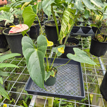 Load image into Gallery viewer, Anthurium Shibori, Exact Plant Variegated
