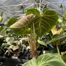 Load image into Gallery viewer, Philodendron Verrucosum Melon exact plant, Fedex 2day
