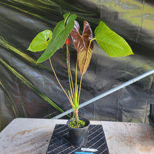 Load image into Gallery viewer, Anthurium Moodeanum x Andraeanum, Exact Plant, Speckled Ships Nationwide
