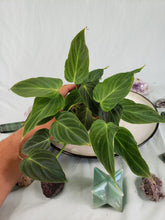 Load image into Gallery viewer, Splendid, exact plant, triple plant, Philodendron, ships nationwide
