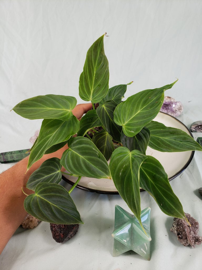 Splendid, exact plant, triple plant, Philodendron, ships nationwide