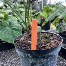 Load image into Gallery viewer, Anthurium Macrolobium, Exact Plant 8&#39;&#39; pot Ships Nationwide
