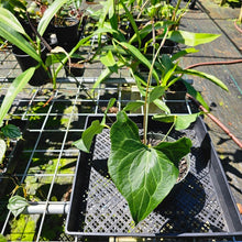 Load image into Gallery viewer, Anthurium Leuconeurum, Exact Plant
