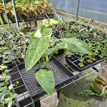 Load image into Gallery viewer, Philodendron Jose Buono Variegated exact plant, Fedex 2day*
