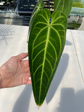 Load image into Gallery viewer, Anthurium Warocqueanum, Queen, Exact Plant Ships Nationwide
