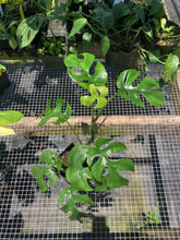 Load image into Gallery viewer, Rhaphidophora Tetrasperma Monstera Ginny, 4&#39;&#39; pot, ships nationwide
