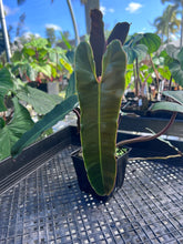 Load image into Gallery viewer, Philodendron Atabapoense Dark Form, Exact Plant Ships Nationwide

