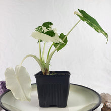 Load image into Gallery viewer, Alocasia Odora, Okinawa Silver, Exact Plant Variegated
