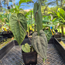 Load image into Gallery viewer, Anthurium Ace of Spades Tezula Dark Form x Kunayalense ,Exact Plant Variegated Ships Nationwide
