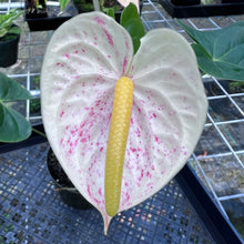Load image into Gallery viewer, Anthurium Peppermint Splash, Shibori AFF, speckled , Exact Plant
