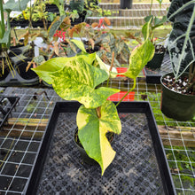Load image into Gallery viewer, Anthurium Andraeanum White Heart, Exact Plant Variegated Ships Nationwide

