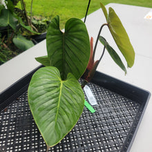 Load image into Gallery viewer, Philodendron Sodiroi True Form, Exact Plant Ships Nationwide
