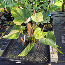 Load image into Gallery viewer, Anthurium Andraeanum White Heart, Exact Plant Variegated Ships Nationwide
