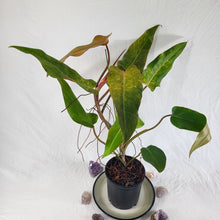 Load image into Gallery viewer, Philodendron Orange Marmalade, Exact Plant XL Ships Nationwide
