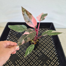 Load image into Gallery viewer, Philodendron Pink Princess Galaxy Variegated exact plant, Fedex 2day*
