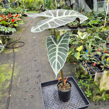 Load image into Gallery viewer, Alocasia Longiloba Lowii exact plant, Fedex 2day*
