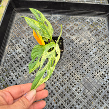 Load image into Gallery viewer, Monstera Adansonii Mint &quot;Indonesia&quot;, Exact Plant Variegated Ships Nationwide
