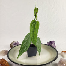 Load image into Gallery viewer, Anthurium Sp. Limon, Exact Plant Ships Nationwide
