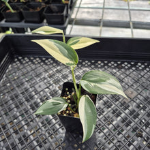 Load image into Gallery viewer, Scindapsus Blue Albo Variegated exact plant, Fedex 2day*

