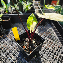 Load image into Gallery viewer, Alocasia Macrorhizza Black Stem, Exact Plant Variegated
