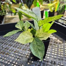 Load image into Gallery viewer, Zamioculcas Zamiifolia Wild Form ZZ, Exact Plant Variegated Ships Nationwide
