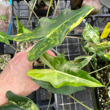 Load image into Gallery viewer, Alocasia Sarian aurea variegated 2.5" pot, Fedex 2day*
