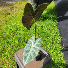 Load image into Gallery viewer, Alocasia Longiloba Lowii, Exact Plant Ships Nationwide
