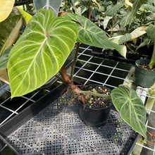 Load image into Gallery viewer, Philodendron Verrucosum Amazon Sunset exact plant, Fedex 2day
