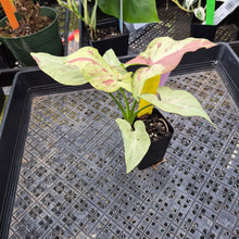Load image into Gallery viewer, Syngonium Strawberry Milk, Exact Plant Variegated Ships Nationwide
