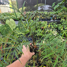 Load image into Gallery viewer, Philodendron Tortum 4" pot, Fedex 2day*
