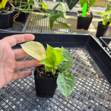 Load image into Gallery viewer, Zamioculcas Zamiifolia Wild Form ZZ, Exact Plant Variegated Ships Nationwide
