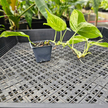 Load image into Gallery viewer, Philodendron Hederaceum, Heart Leaf, Exact Plant Variegated Ships Nationwide
